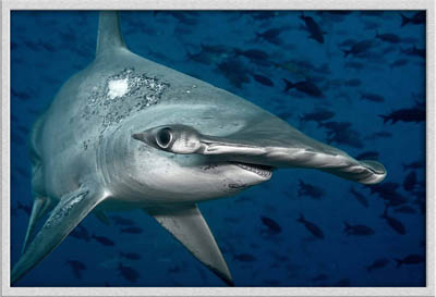 Scalloped hammerhead shark swimming toward the camera