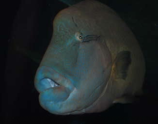 Oh! What a Big Fish, the winning Grade 6 digital image by Kidanzac A. Tallada